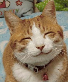 Happy_cat